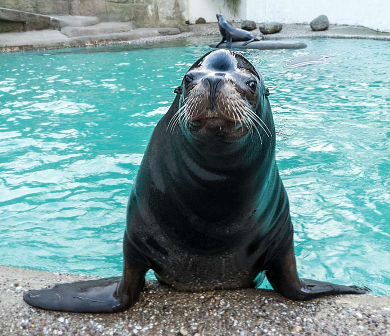 Kalifornischer Seelöwen-Bulle MYLO am 16. Dezember 2017 im Seelöwenbecken im Wuppertaler Zoo