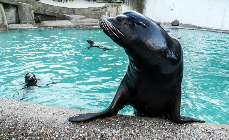 Kalifornischer Seelöwen-Bulle MYLO am 16. Dezember 2017 im Seelöwenbecken im Zoologischen Garten der Stadt Wuppertal