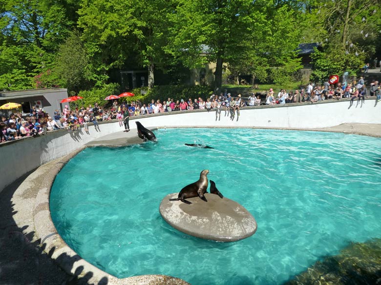 Vier Kalifornische Seelöwen bei der Schau-Fütterung am 5. Mai 2018 im Wuppertaler Zoo