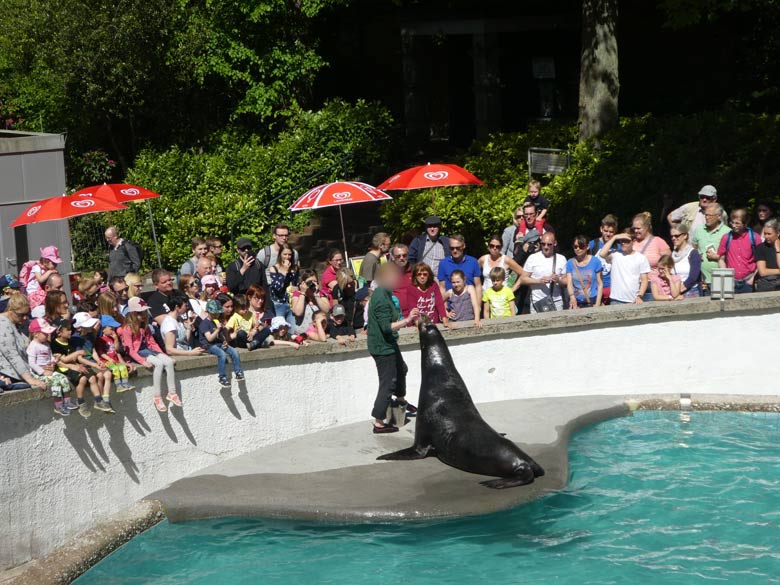 Kalifornischer Seelöwe MYLO bei der Schau-Fütterung am 5. Mai 2018 im Zoologischen Garten der Stadt Wuppertal