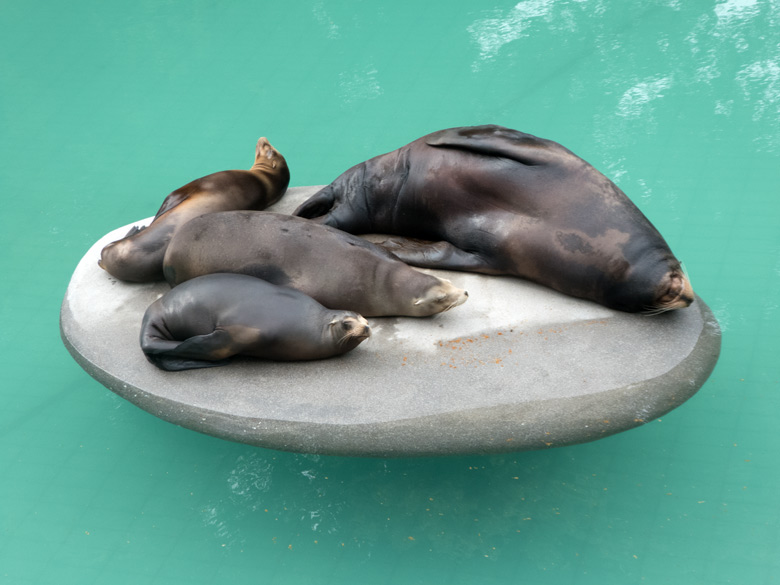 Vier Kalifornische Seelöwen am 11. Juni 2018 auf der Insel im Seelöwenbecken im Grünen Zoo Wuppertal