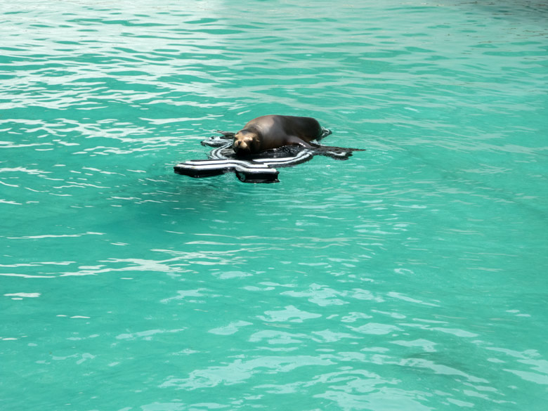 Kalifornischer Seelöwe am 16. Juni 2018 im Wuppertaler Zoo