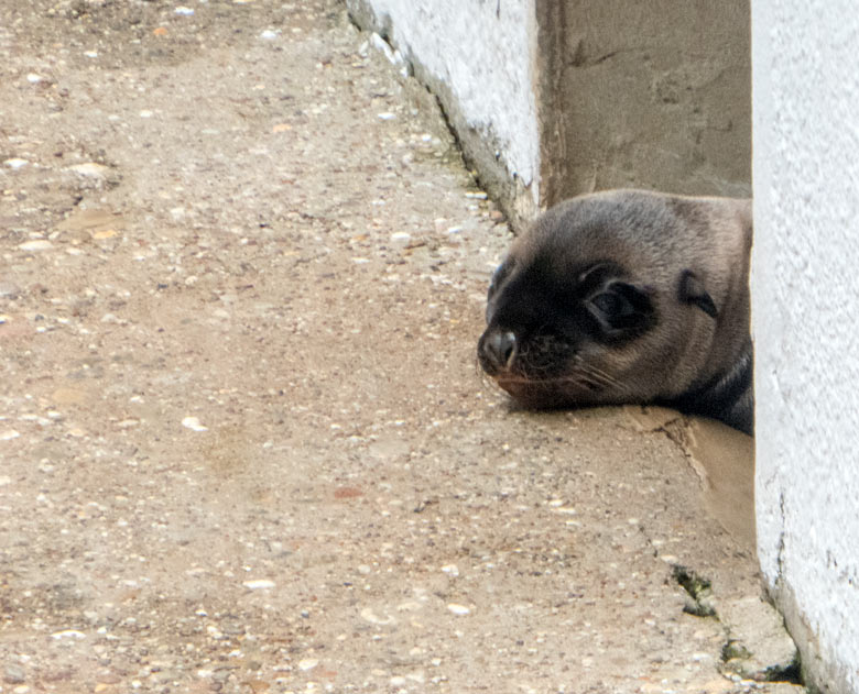 Kalifornisches Seelöwen-Jungtier ELMO am 24. Juni 2018 am Durchgang zum Innenstall der Seelöwenanlage im Grünen Zoo Wuppertal