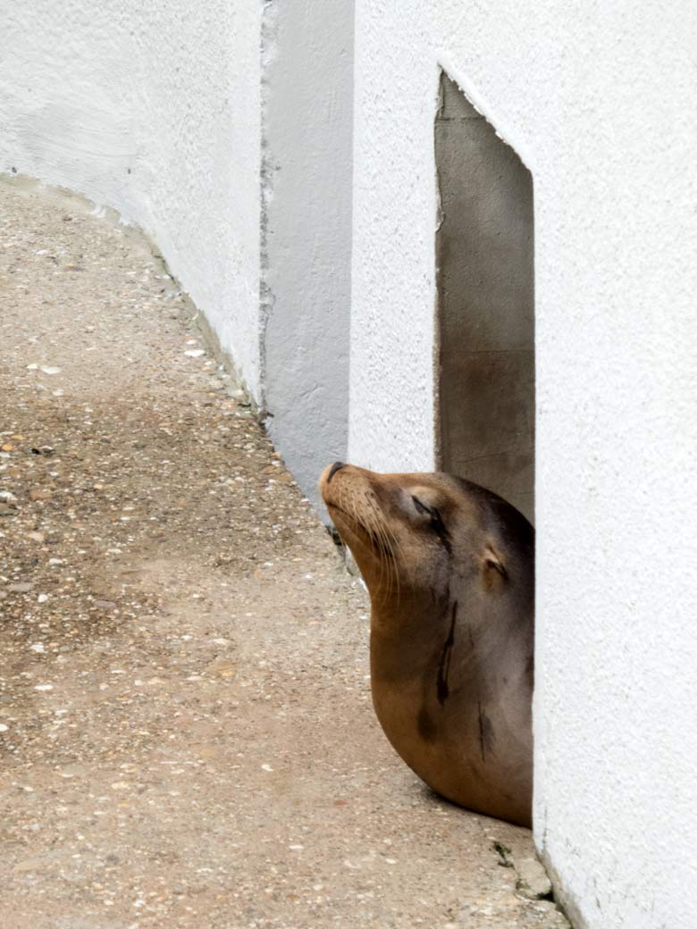 Kalifornisches Seelöwen-Weibchen PEBBLES am 24. Juni 2018 am Durchgang zum Innenstall der Seelöwenanlage im Wuppertaler Zoo