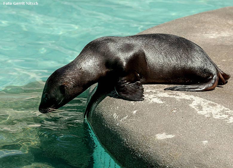 Kalifornisches Seelöwen-Jungtier EMMA am 13. Juli 2018 im Wuppertaler Zoo (Foto Gerrit Nitsch)