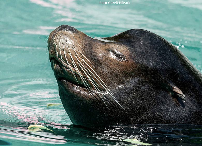 Kalifornischer Seelöwen-Bulle MYLO am 13. Juli 2018 im Zoologischen Garten Wuppertal (Foto Gerrit Nitsch)