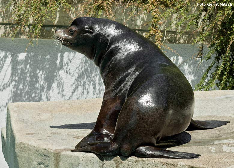 Kalifornischer Seelöwen-Bulle MYLO am 13. Juli 2018 im Grünen Zoo Wuppertal (Foto Gerrit Nitsch)