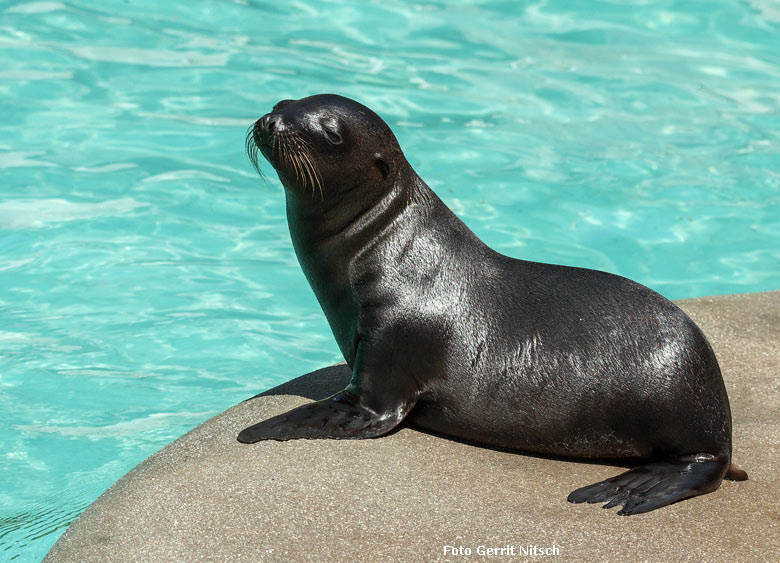 Kalifornisches Seelöwen-Jungtier EMMA am 13. Juli 2018 im Zoo Wuppertal (Foto Gerrit Nitsch)