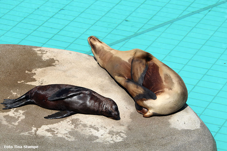 Kalifornische Seelöwin PEBBLES mit Jungtier EMMA am 16. August 2018 im Zoologischen Garten Wuppertal (Foto Tina Stumpe)