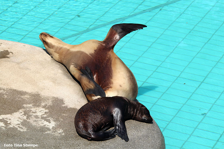 Kalifornische Seelöwin PEBBLES mit Jungtier EMMA am 16. August 2018 im Grünen Zoo Wuppertal (Foto Tina Stumpe)