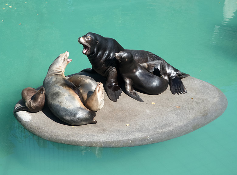 Fünf Kalifornische Seelöwen am 2. September 2018 auf der Insel im Seelöwenbecken im Wuppertaler Zoo