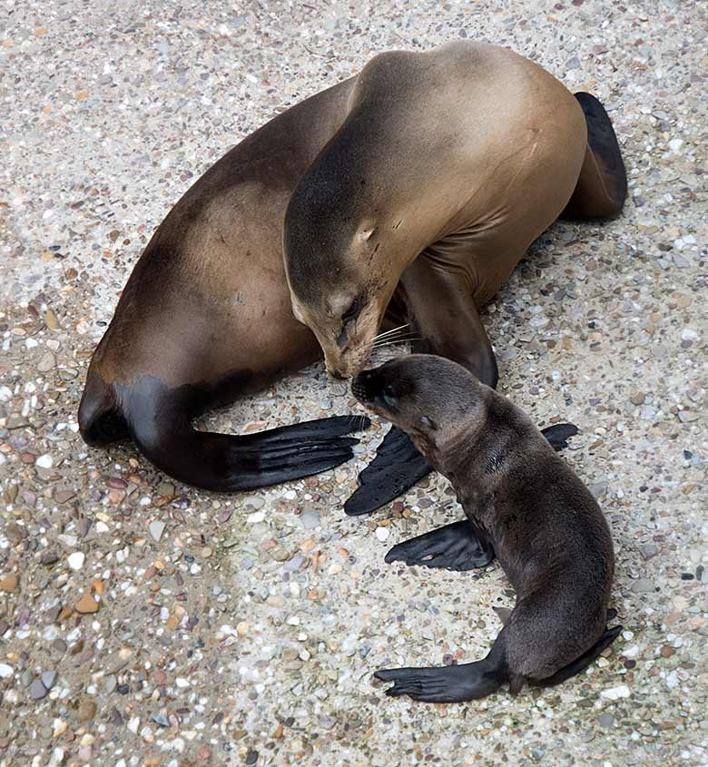 Kalifornische Seelöwin KUBA mit Jungtier KALUA am 13. Juni 2019 am Seelöwenbecken im Zoologischen Garten Wuppertal