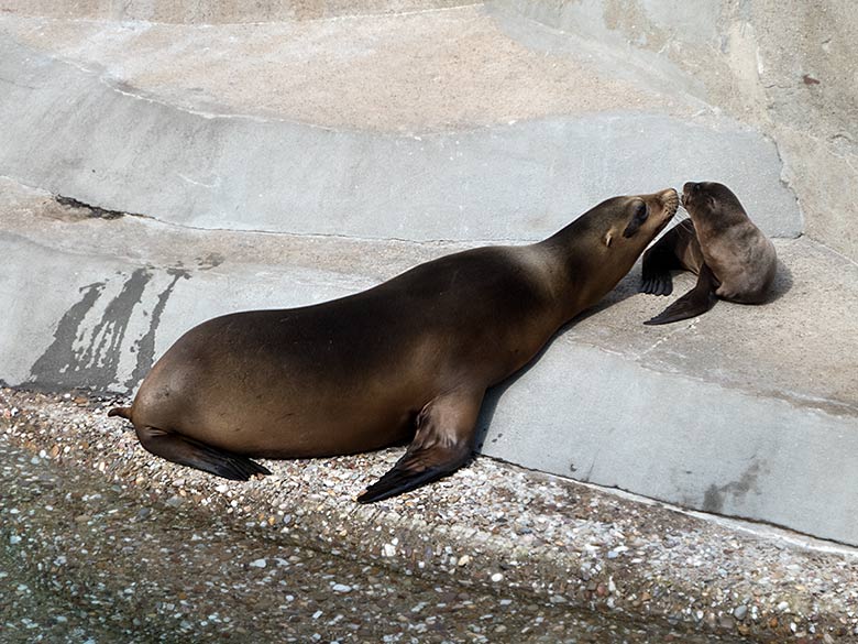 Kalifornische Seelöwin KUBA mit Jungtier KALUA am 13. Juni 2019 am Seelöwenbecken im Wuppertaler Zoo