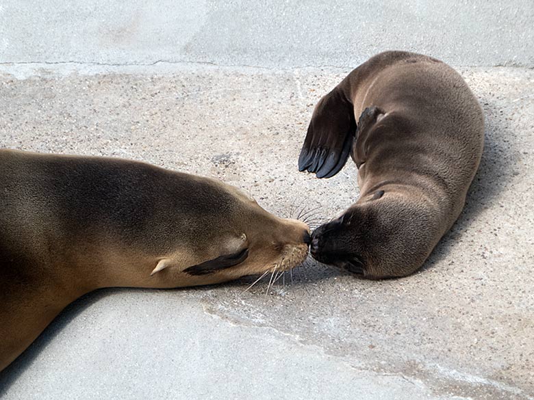 Kalifornische Seelöwin KUBA mit Jungtier KALUA am 13. Juni 2019 am Seelöwenbecken im Grünen Zoo Wuppertal