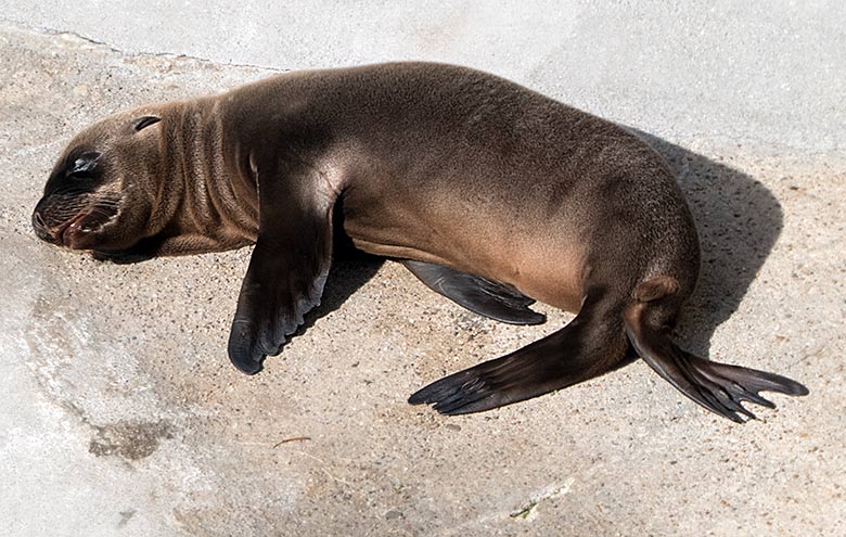 Kalifornisches Seelöwen-Jungtier KALUA am 13. Juni 2019 am Seelöwenbecken im Zoologischen Garten der Stadt Wuppertal