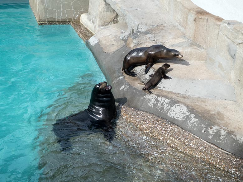 Kalifornisches Seelöwen-Jungtier KALUA mit Seelöwen-Mutter KUBA (oben) und Seelöwen-Vater MYLO (links) am 14. Juni 2019 am Seelöwenbecken im Grünen Zoo Wuppertal