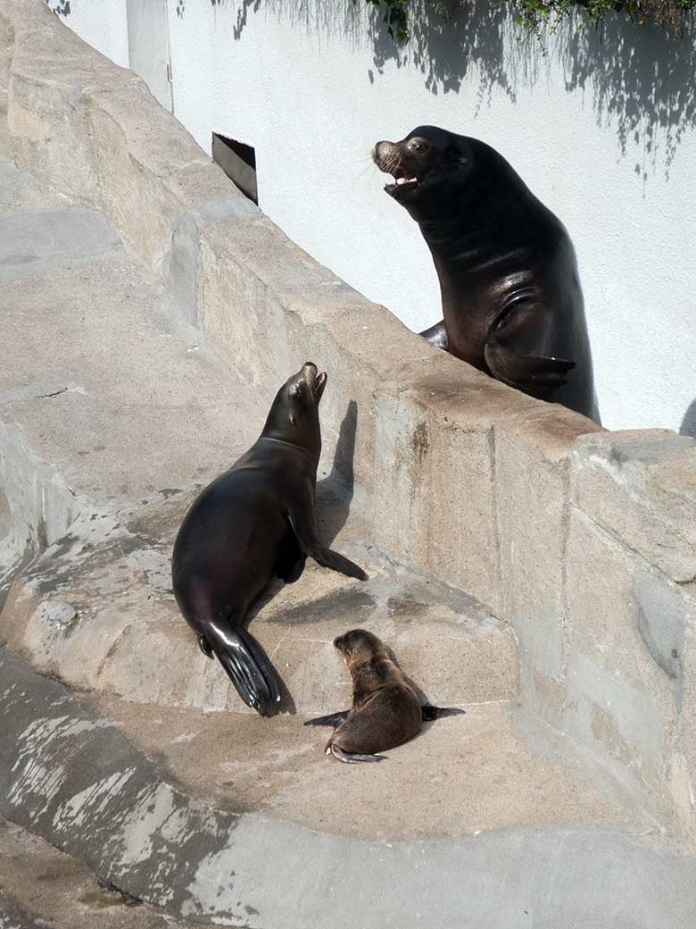 Kalifornisches Seelöwen-Jungtier KALUA mit Seelöwen-Mutter KUBA (oben) und Seelöwen-Vater MYLO (rechts) am 14. Juni 2019 am Seelöwenbecken im Wuppertaler Zoo