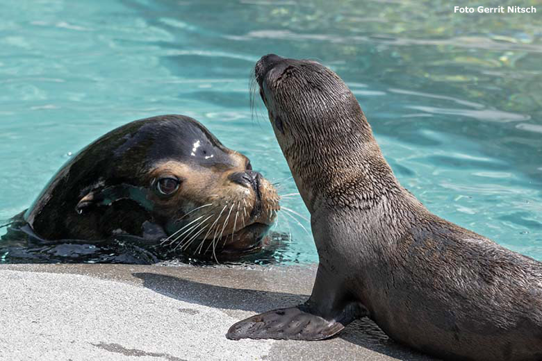 Kalifornisches Seelöwen-Jungtier KALUA mit Seelöwen-Vater MYLO am 22. Juni 2019 am Seelöwenbecken im Zoologischen Garten Wuppertal (Foto Gerrit Nitsch)