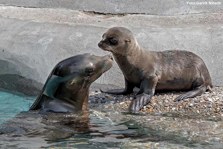 Kalifornisches Seelöwen-Jungtier KALUA mit Seelöwen-Mutter KUBA am 22. Juni 2019 am Seelöwenbecken im Grünen Zoo Wuppertal (Foto Gerrit Nitsch)