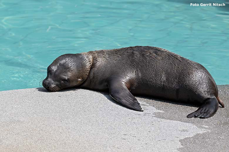 Kalifornisches Seelöwen-Jungtier KALUA am 22. Juni 2019 am Seelöwenbecken im Wuppertaler Zoo (Foto Gerrit Nitsch)