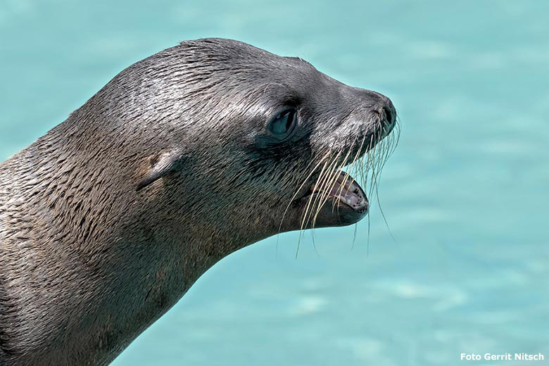 Kalifornisches Seelöwen-Jungtier KALUA am 22. Juni 2019 am Seelöwenbecken im Zoologischen Garten der Stadt Wuppertal (Foto Gerrit Nitsch)