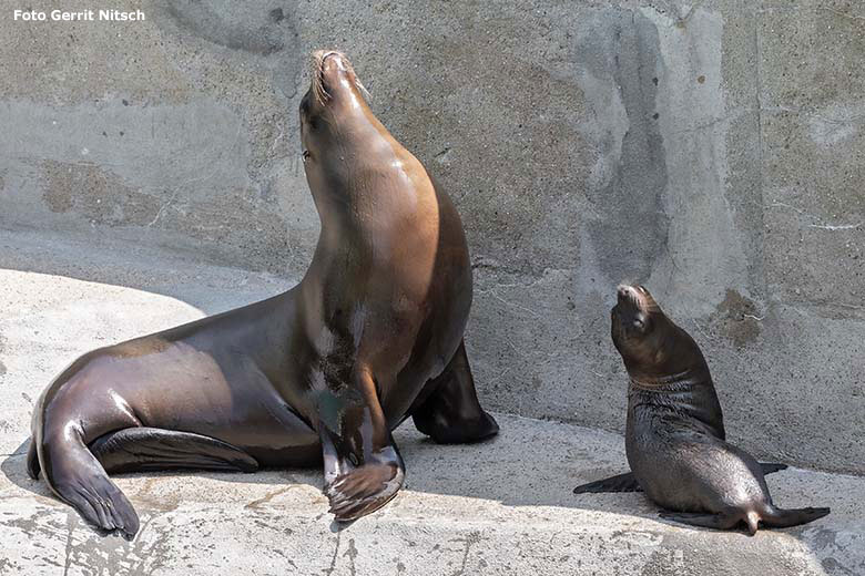 Kalifornisches Seelöwen-Jungtier KALUA mit Seelöwen-Mutter KUBA am 22. Juni 2019 am Seelöwenbecken im Grünen Zoo Wuppertal (Foto Gerrit Nitsch)