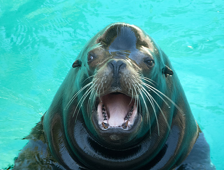 Kalifornischer Seelöwen-Vater MYLO am 29. Juni 2019 am Seelöwenbecken im Wuppertaler Zoo