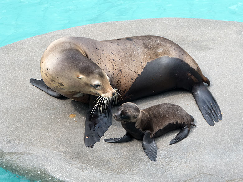 Kalifornische Seelöwen-Mutter PEBBLES mit Seelöwen-Jungtier LIO am 6. Juli 2019 am Seelöwenbecken im Zoologischen Garten Wuppertal