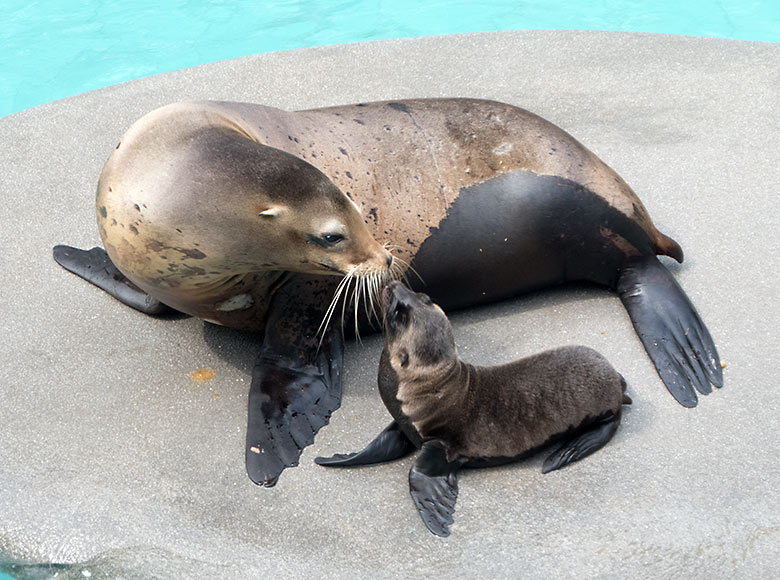 Kalifornische Seelöwin PEBBLES mit Jungtier LIO am 6. Juli 2019 am Seelöwenbecken im Grünen Zoo Wuppertal