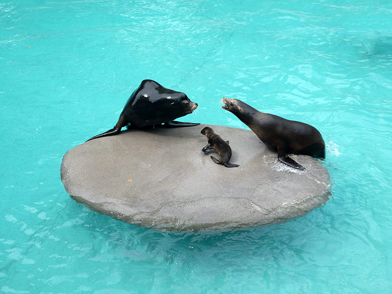 Kalifornischer Seelöwe MYLO mit Jungtier LIO und Seelöwin PEBBLES am 6. Juli 2019 am Seelöwenbecken im Zoo Wuppertal