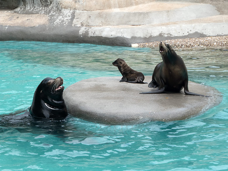 Kalifornischer Seelöwen-Vater MYLO mit Jungtier LIO und Seelöwen-Mutter PEBBLES am 6. Juli 2019 am Seelöwenbecken im Wuppertaler Zoo