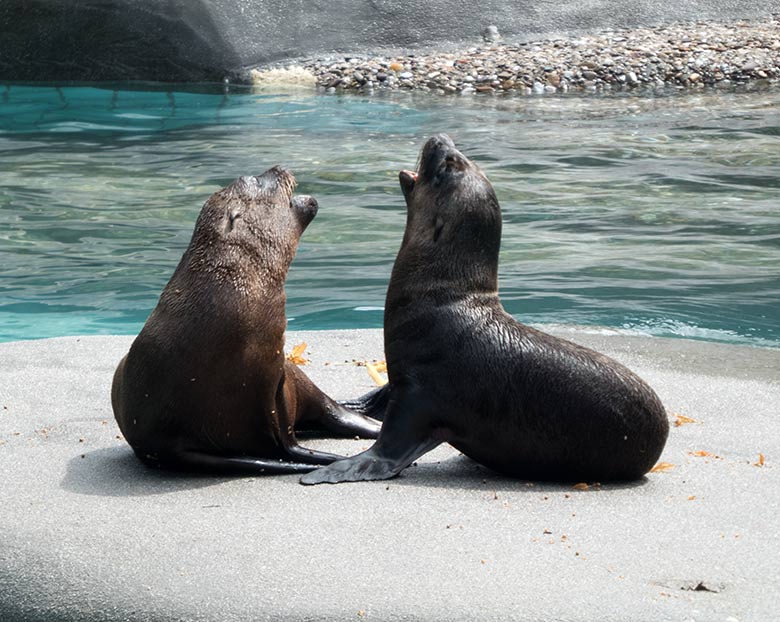 Kalifornische Seelöwen-Jungtiere KALUA und LIO am 19. Juli 2019 auf der kleinen Insel im Seelöwen-Becken im Zoologischen Garten Wuppertal