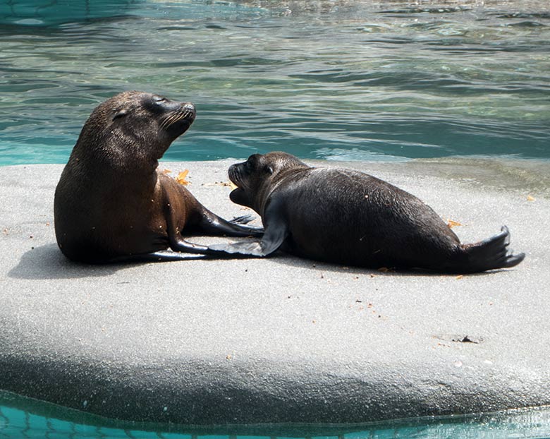 Kalifornische Seelöwen-Jungtiere KALUA und LIO am 19. Juli 2019 auf der kleinen Insel im Seelöwen-Becken im Wuppertaler Zoo