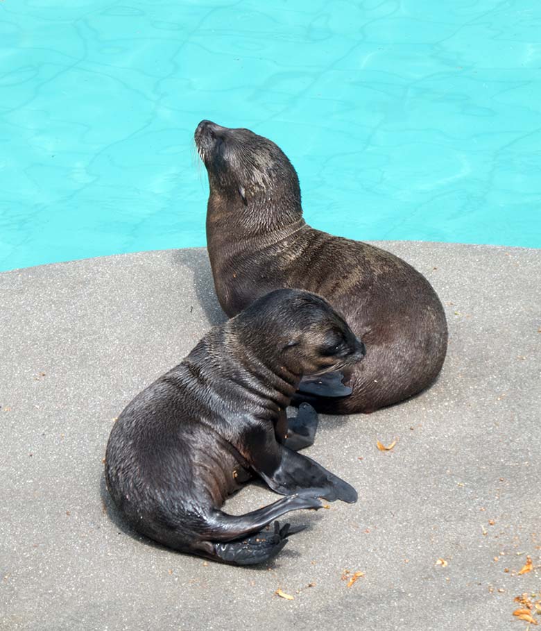 Kalifornische Seelöwen-Jungtiere Lio (vorn) und KALUA (hinten) am 19. Juli 2019 auf der kleinen Insel im Seelöwen-Becken im Grünen Zoo Wuppertal