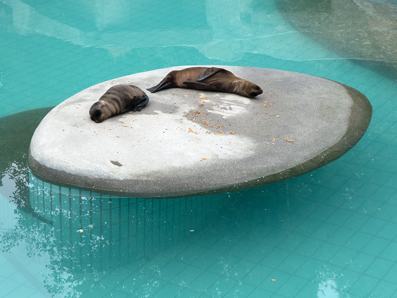 Kalifornische Seelöwen-Jungtiere LIO und KALUA am 19. Juli 2019 auf der kleinen Insel im Seelöwen-Becken im Zoologischen Garten der Stadt Wuppertal