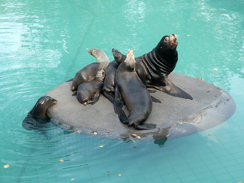 Kalifornische Seelöwen am 25. Oktober 2019 im Zoologischen Garten Wuppertal