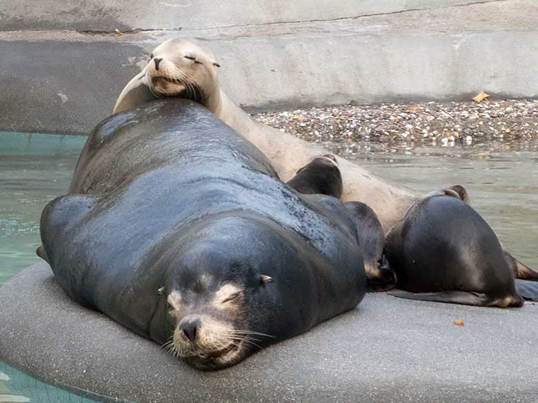 Kalifornische Seelöwen am 25. Oktober 2019 im Wuppertaler Zoo