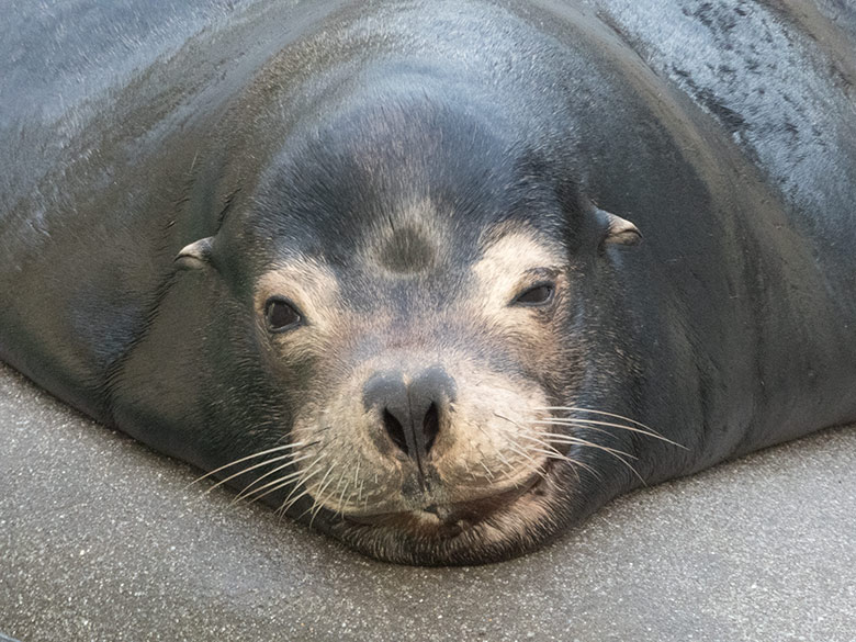 Kalifornischer Seelöwen-Bulle MYLO am 25. Oktober 2019 im Zoo Wuppertal