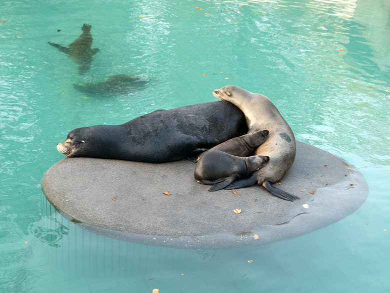 Kalifornische Seelöwen am 25. Oktober 2019 im Zoologischen Garten der Stadt Wuppertal