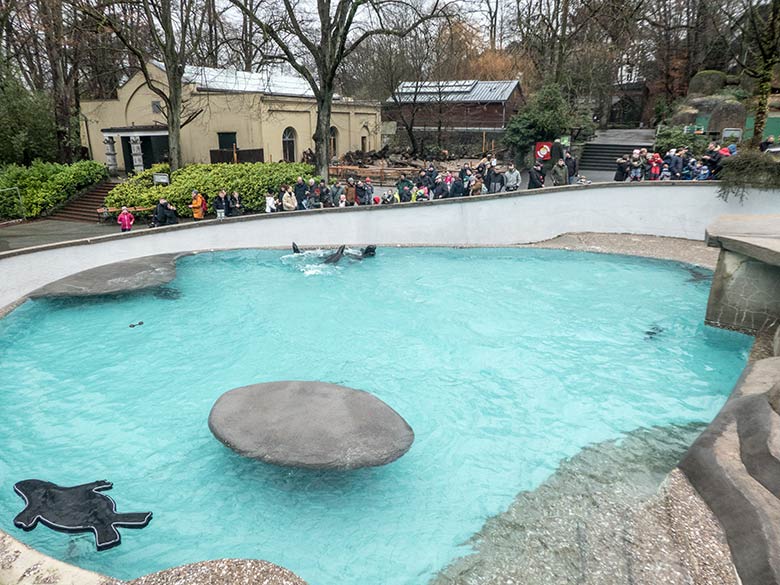 Weihnachts-Fütterung der derzeit sechs Kalifornischen Seelöwen am 24. Dezember 2019 im Grünen Zoo Wuppertal