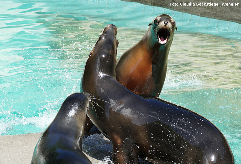 Kalifornische Seelöwen am 14. Mai 2020 auf der kleinen Insel im Seelöwen-Becken im Grünen Zoo Wuppertal (Foto Claudia Böckstiegel-Wengler)