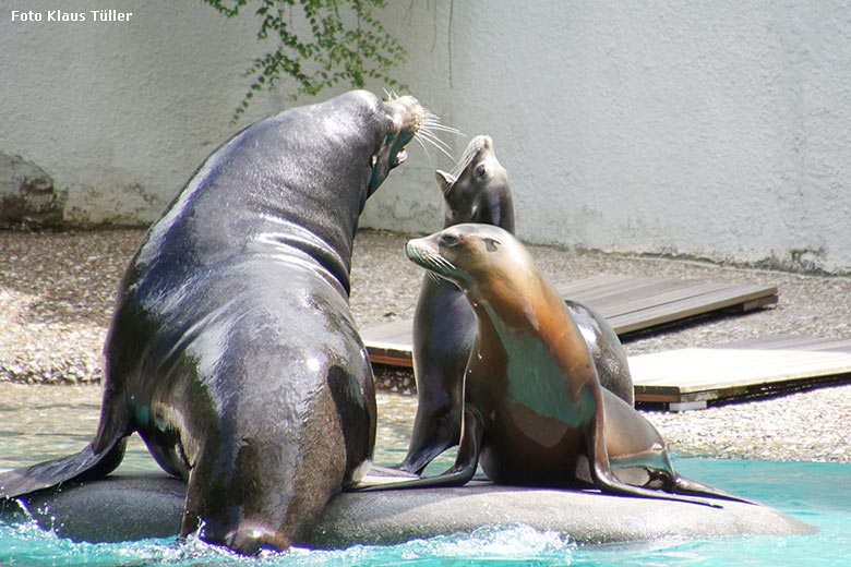 Kalifornische Seelöwen am 20. Mai 2020 auf der kleinen Insel im Seelöwen-Becken im Zoologischen Garten Wuppertal (Foto Klaus Tüller)