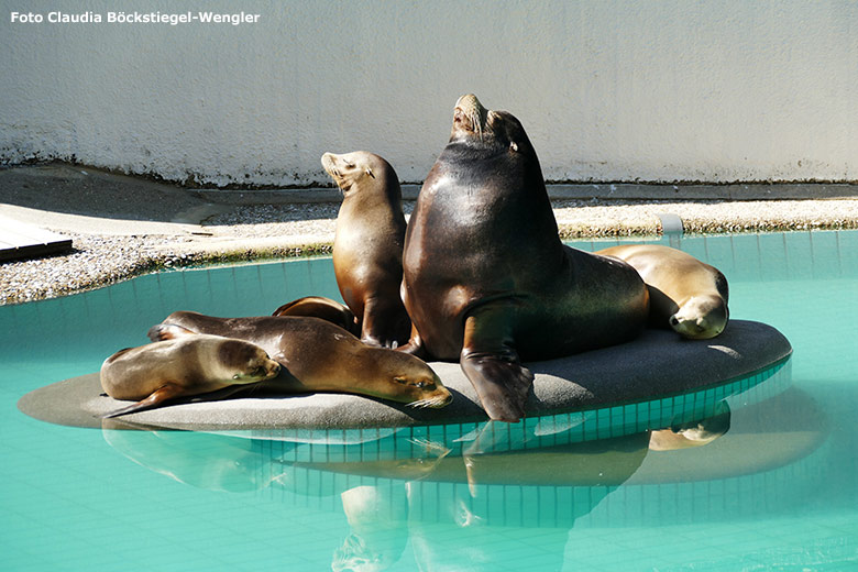 Kalifornische Seelöwen am 12. Juni 2020 auf der kleinen Insel im Seelöwen-Becken im Grünen Zoo Wuppertal (Foto Claudia Böckstiegel-Wengler)