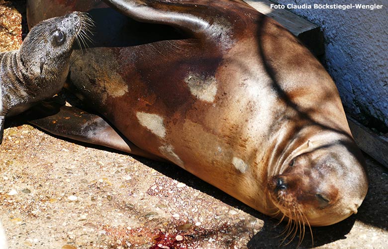 Kalifornisches Seelöwen-Weibchen PEBBLES mit dem wenige Stunden alten noch namenlosen Jungtier am 26. Juni 2020 am Seelöwen-Becken vor dem Durchgang zum Innenstall im Grünen Zoo Wuppertal (Foto Claudia Böckstiegel-Wengler)