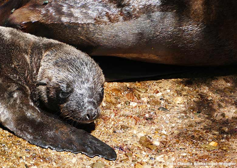 Wenige Stunden altes noch namenlosen Seelöwen-Jungtier am 26. Juni 2020 am Seelöwen-Becken vor dem Durchgang zum Innenstall im Wuppertaler Zoo (Foto Claudia Böckstiegel-Wengler)