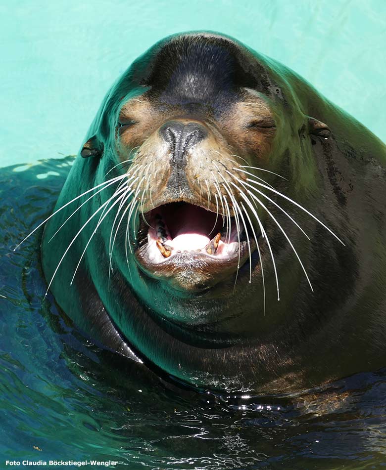 Kalifornischer Seelöwen-Bulle MYLO am 26. Juni 2020 im Seelöwen-Becken im Grünen Zoo Wuppertal (Foto Claudia Böckstiegel-Wengler)