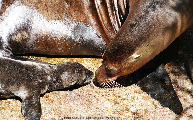 Kalifornisches Seelöwen-Weibchen PEBBLES mit dem wenige Stunden alten noch namenlosen Jungtier am 26. Juni 2020 am Seelöwen-Becken vor dem Durchgang zum Innenstall im Zoo Wuppertal (Foto Claudia Böckstiegel-Wengler)