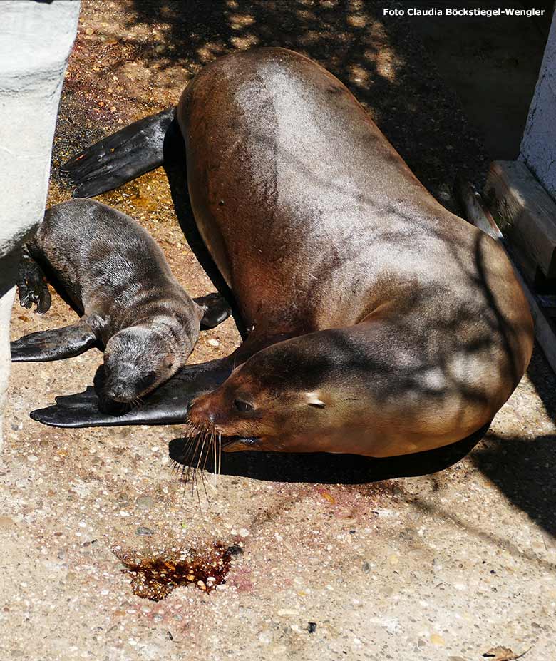 Kalifornisches Seelöwen-Weibchen PEBBLES mit dem wenige Stunden alten noch namenlosen Jungtier am 26. Juni 2020 am Seelöwen-Becken vor dem Durchgang zum Innenstall im Zoologischen Garten Wuppertal (Foto Claudia Böckstiegel-Wengler)