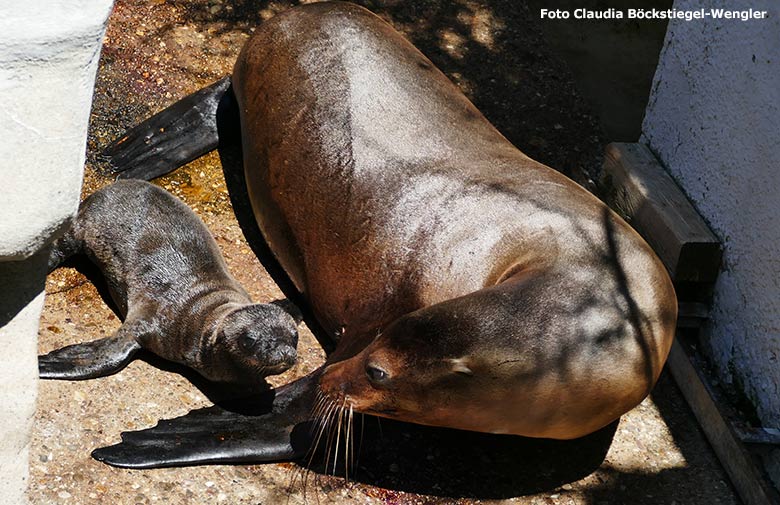 Kalifornisches Seelöwen-Weibchen PEBBLES mit dem wenige Stunden alten noch namenlosen Jungtier am 26. Juni 2020 am Seelöwen-Becken vor dem Durchgang zum Innenstall im Grünen Zoo Wuppertal (Foto Claudia Böckstiegel-Wengler)