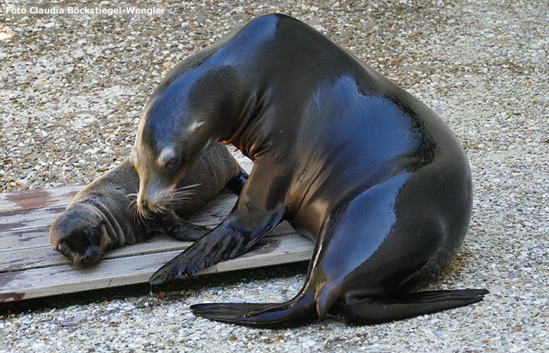 Kalifornisches Seelöwen-Weibchen KUBA mit dem neun Tage alten männlichen Jungtier KOA am 26. Juni 2020 am Seelöwen-Becken im Grünen Zoo Wuppertal (Foto Claudia Böckstiegel-Wengler)